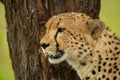 Close-up of cheetah staring past tree trunk Royalty Free Stock Photo