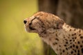 Close-up of cheetah stretching with closed eyes