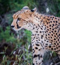 Close up of cheetah walking through the forest in Kenya