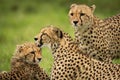 Close-up of cheetah watching mother cleaning cub Royalty Free Stock Photo