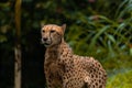 Close up of a Cheetah wild cat's striking brown eyes and black nose Royalty Free Stock Photo