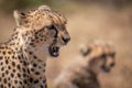 Close-up of cheetah yawning beside blurred cub Royalty Free Stock Photo