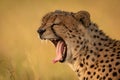 Close-up of cheetah yawning with closed eyes Royalty Free Stock Photo