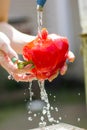 Close up chef hands washing papriks with water stream. Chef rinsing fresh vegetables under tap water. Royalty Free Stock Photo