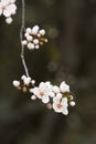 Close-up of a cherry blossom