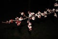 Close up cherry blossom on black background -Stock image. Royalty Free Stock Photo