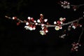 Close up cherry blossom on black background -Stock image. Royalty Free Stock Photo