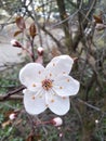 Close-up cherry blossom blooming on a branch in spring time Royalty Free Stock Photo