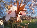 Close-up cherry blossom blooming on a branch in spring time Royalty Free Stock Photo