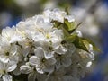 Close-Up Of A Cherry Blossom On A Blue Sky Background. A dreamy cherry blossoms like a bride`s dress. Beautiful and cute white Royalty Free Stock Photo