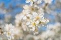 Close-up of cherry blossom cluster in bloom, soft lighting, ethereal quality, shallow depth of field, realistic style, multiple