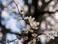 Close-up of cherry blossom flowers and buds against blue sky Royalty Free Stock Photo