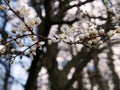 Close-up of cherry blossom flowers and buds against blue sky Royalty Free Stock Photo