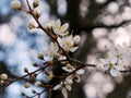 Close-up of cherry blossom flowers and buds against blue skyÃÂ§ Royalty Free Stock Photo