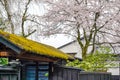 close up cherry blossom flowers with traditional Japanese architecture roof In the background