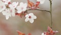 Cherry Blossom And Red Leaves. Light Blossom And Buds Of Prunus Avium Or Sakura.