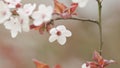 Cherry Blossom And Red Leaves. Light Blossom And Buds Of Prunus Avium Or Sakura.