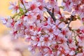 Close up,Cherry blossom or sakura flowers, Chiangmai, Thailand.