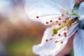 Close-up Cherry Blossom. Soft focus background