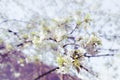 Close up of a cherry blossom