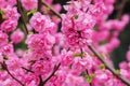 Close up of cherry blossoms