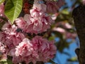 Close-up of the cherry blossoms of the Japan pink sakura flowers flowering on the branches and stems surrounded with green leaves Royalty Free Stock Photo