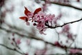 Close-up of cherry blossoms. Soft focus Royalty Free Stock Photo