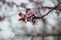 Close-up of cherry blossoms. Soft focus Royalty Free Stock Photo