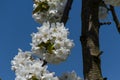 Close-up of cherry blossoms in the sun