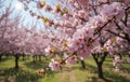Vibrant Pink Cherry Blossoms in a Sunny Spring Orchard Royalty Free Stock Photo