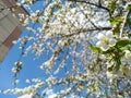 Close-up cherry flowers against background of blurry flowering branches, blue sky and multi-storey building. White blooming cherry Royalty Free Stock Photo