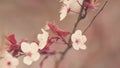 Cherry Plum Light Flowers. Plum Blossom With Purple Leaves. Flowering Cherry.