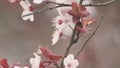 Cherry Plum Light Flowers. Plum Blossom With Purple Leaves. Flowering Cherry.