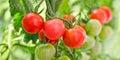 Close up of cherry tomatoes growing