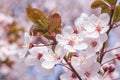 Close up of cherry tree blossoming Royalty Free Stock Photo