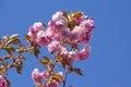 Close-up of cherry tree blossoms on a sunny spring day Royalty Free Stock Photo