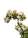 Close up of a cherry tree branche with many cherry blossoms Royalty Free Stock Photo