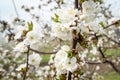 Close up on cherry tree branches in bloom white flowers blossom with bee doing pollination Royalty Free Stock Photo