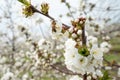 Close up on cherry tree branches in bloom white flowers blossom with bee doing pollination Royalty Free Stock Photo