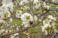 Close up on cherry tree branches in bloom white flowers blossom with bee doing pollination Royalty Free Stock Photo