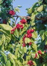 Close-up of cherry tree branches covered in bunches of ripe red cherries with blue sky in background Royalty Free Stock Photo