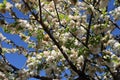 Close-up of cherry tree branches in full bloom, adorned with delicate flowers. Springtime.