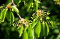 Close-up in the cherry tree with fruits in the initial phase 1