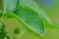 Close up of cherry tree leaves after the rain. Green foliage background. Water drops on leaf Royalty Free Stock Photo