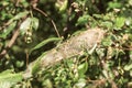 Cherry tree moth spiderweb on chokecherry Royalty Free Stock Photo