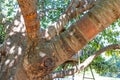 Close-up of a cherry tree trunk with scratched and peeling bark from extreme heat