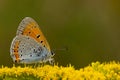 Close-up of a Chervonets unpaired many-eyed (Lycaena dispar) butterfly resting on yellow flowers Royalty Free Stock Photo