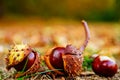 Close up of chesnuts in outdoors Royalty Free Stock Photo