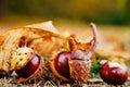 Close up of chesnuts in outdoors Royalty Free Stock Photo