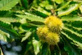 Close up of chesnuts in outdoors at spring Royalty Free Stock Photo